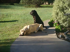 Tota y Lola
