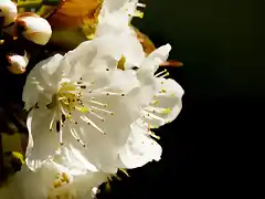 flor-blanca