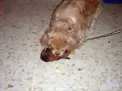 mi perro jugando con mi cobi bolita