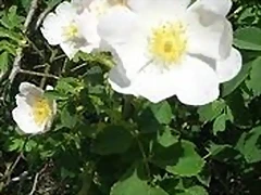 FLORES BLANCAS