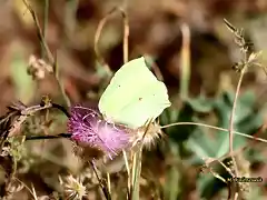 16, mariposa verde, marca