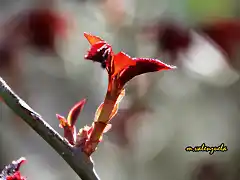 07, la vida brota, marca