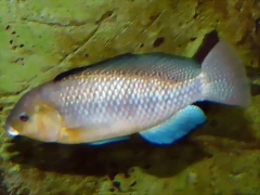 Alcolapia alcalica Alcolapia alcalica