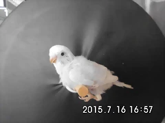 CIMG1344 CIMG1344