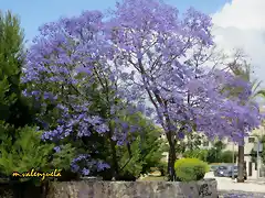 05, jacaranda junto a la polica, marca