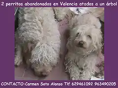 2 PERRITOS VALENCIA