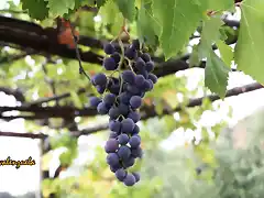 23, racimo de uvas, marca