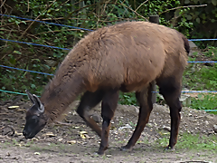 Lama glama (1-10-23 Zoo de Quito) Lama glama (1-10-23 Zoo de Quito)