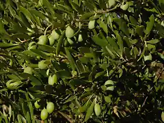 Olea europaea