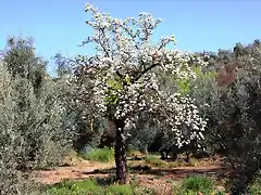 entre olivas