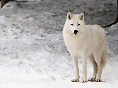 lobo blanco