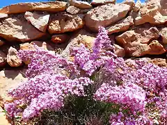 limonium anse