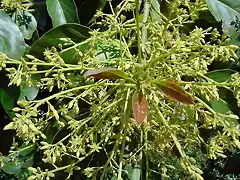 flor de acuacate