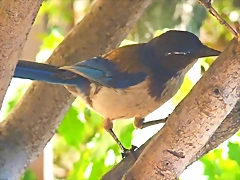 Aphelocoma californica