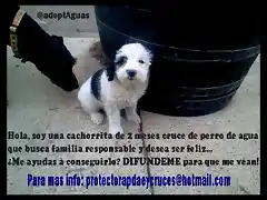 cachorrita de 2 meses