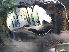 Zoo de Barcelona 05-09-11 193