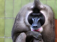 Zoo de Barcelona 05-09-11 232