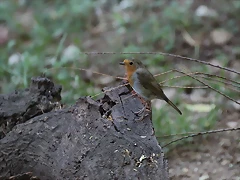 Zoo de Barcelona 05-09-11 009