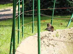 Zoo de Barcelona 05-09-11 104
