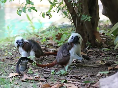 Zoo de Barcelona 05-09-11 165