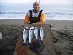 lubinas y rodaballo en ballas lubinas y rodaballo en ballas