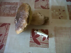 BOLETUS 2011