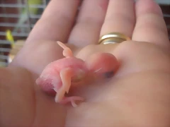 6 pollo