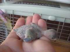 3 pollo 5-9-10