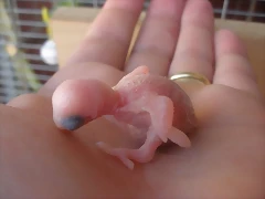 5 pollo