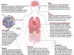 cuerpo-covid-web