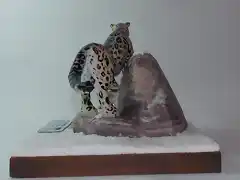 Leopardo de las nieves (4)