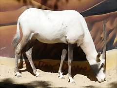 Oryx leucoryx 2 (12-10-20 Zoo Jerez)