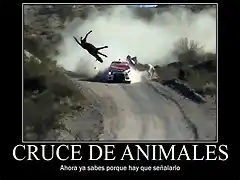 crucedeanimales