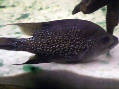 Paratilapia polleni 2 (11-8-13 Zoo de Plzen) Paratilapia polleni 2 (11-8-13 Zoo de Plzen)