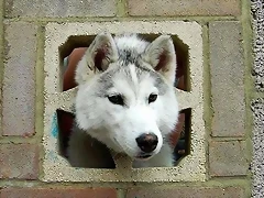 lobo