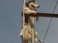 perro