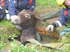 burro