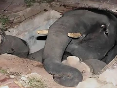 elefante