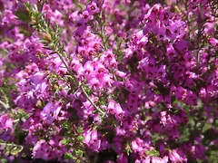 102-Imagen 108 102-Imagen 108