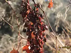 09, racimo de uvas, marca