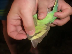 4 pollo 29-9-10 (2)
