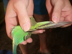 4 pollo 29-9-10 (3)