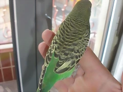 4 pollo 29-9-10