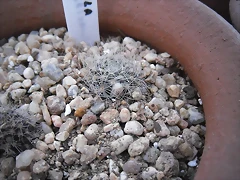SAM_1135 SAM_1135