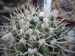 SAM_1126 SAM_1126