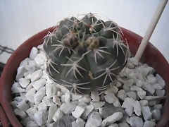 SAM_1127 SAM_1127