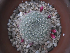 SAM_1129 SAM_1129