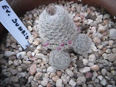 SAM_1136 SAM_1136