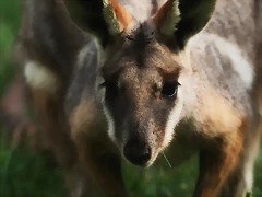 Zoo Madrid agosto 2010 326 Zoo Madrid agosto 2010 326