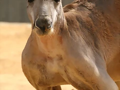 Zoo Madrid agosto 2010 349 Zoo Madrid agosto 2010 349